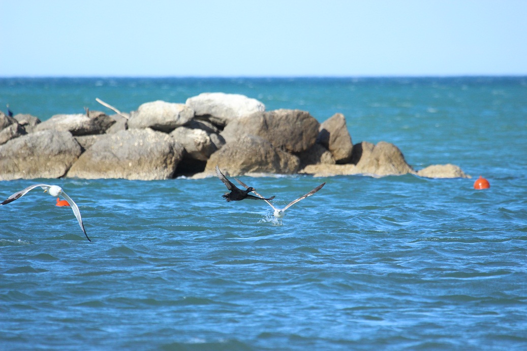 orchetto marino attaccato da gabbiani reali