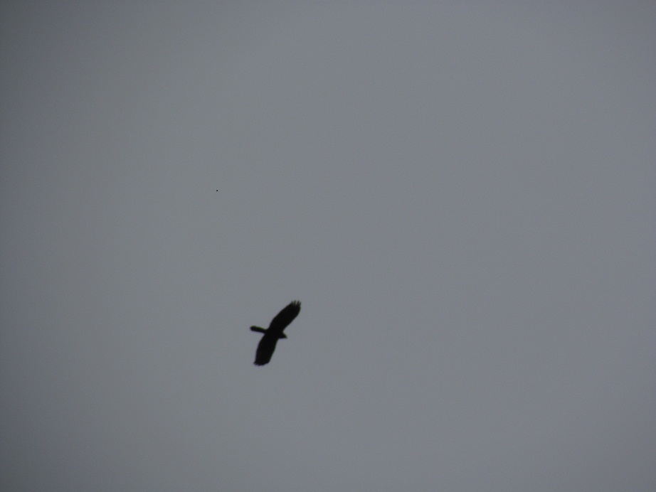 identificazione rapace, se possibile