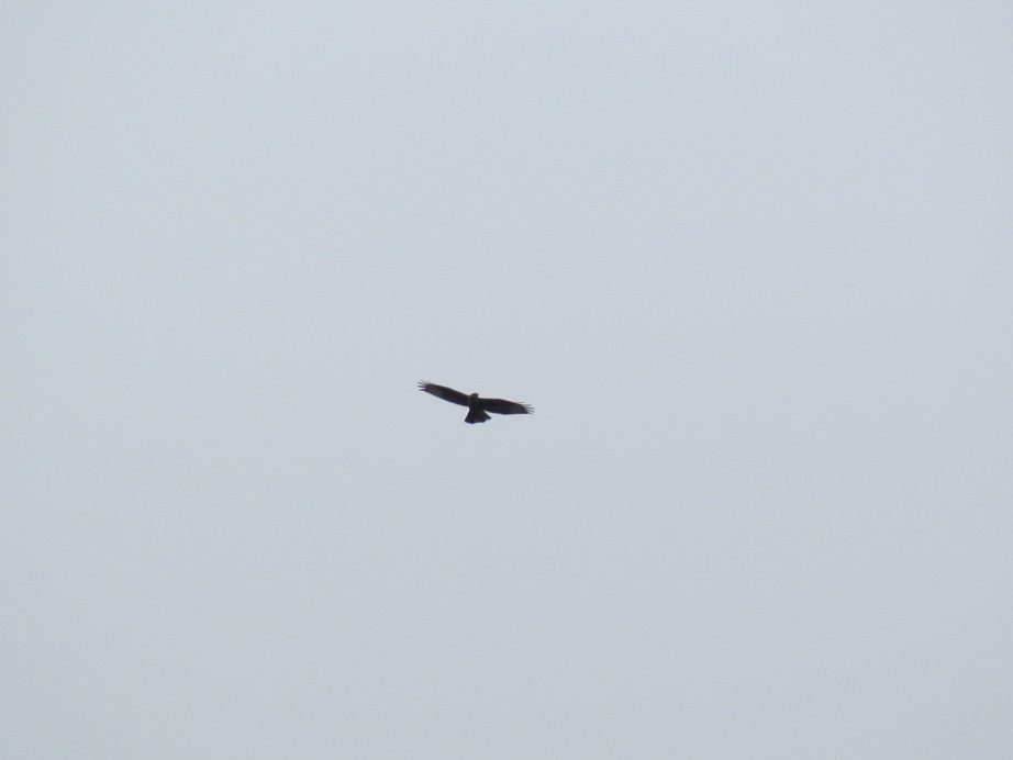 identificazione rapace