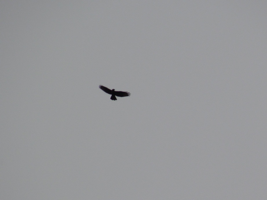 identificazione rapace