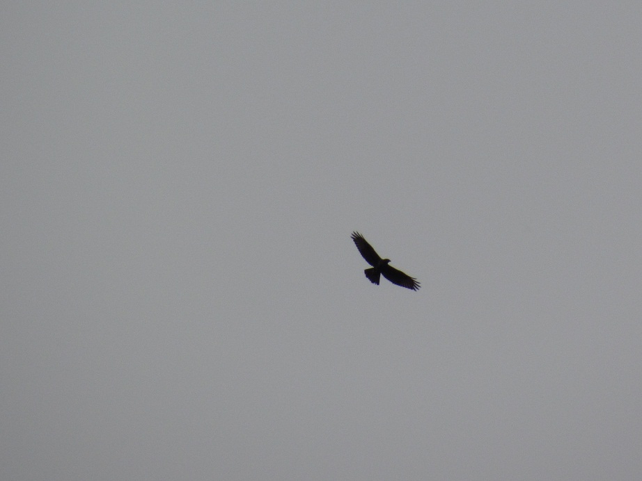 identificazione rapace