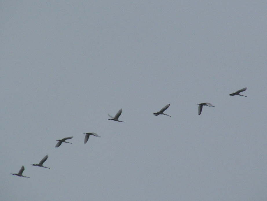 Spatole in migrazione