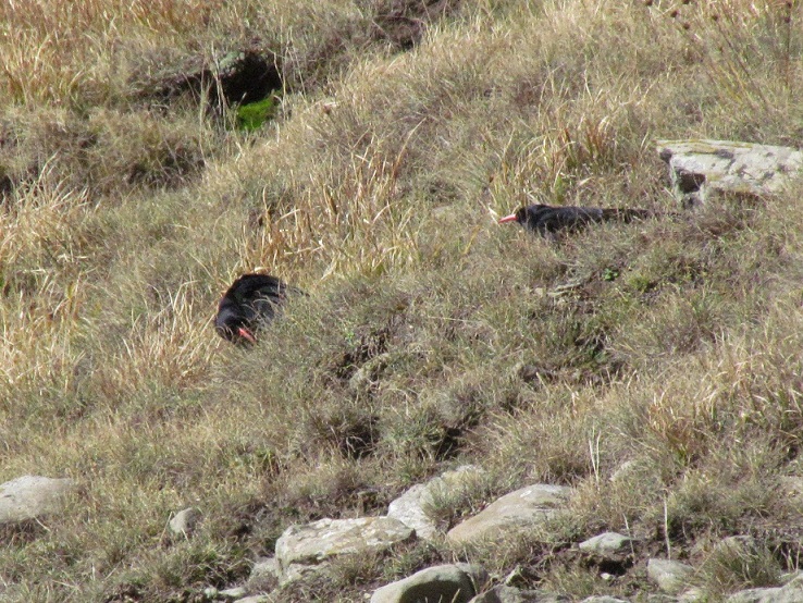 Gracchi Corallini - Pyrrhocorax pyrrhocorax