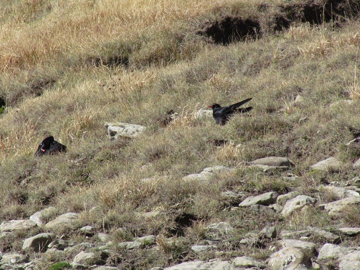 Gracchi Corallini - Pyrrhocorax pyrrhocorax