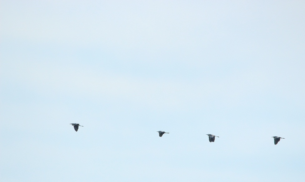 2 ore sul molo - sterne spatole mignattini aironi