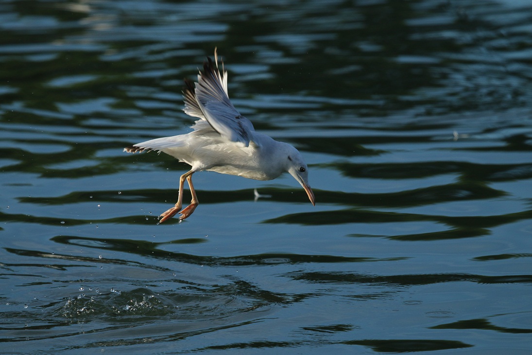 Gabbiano roseo a caccia