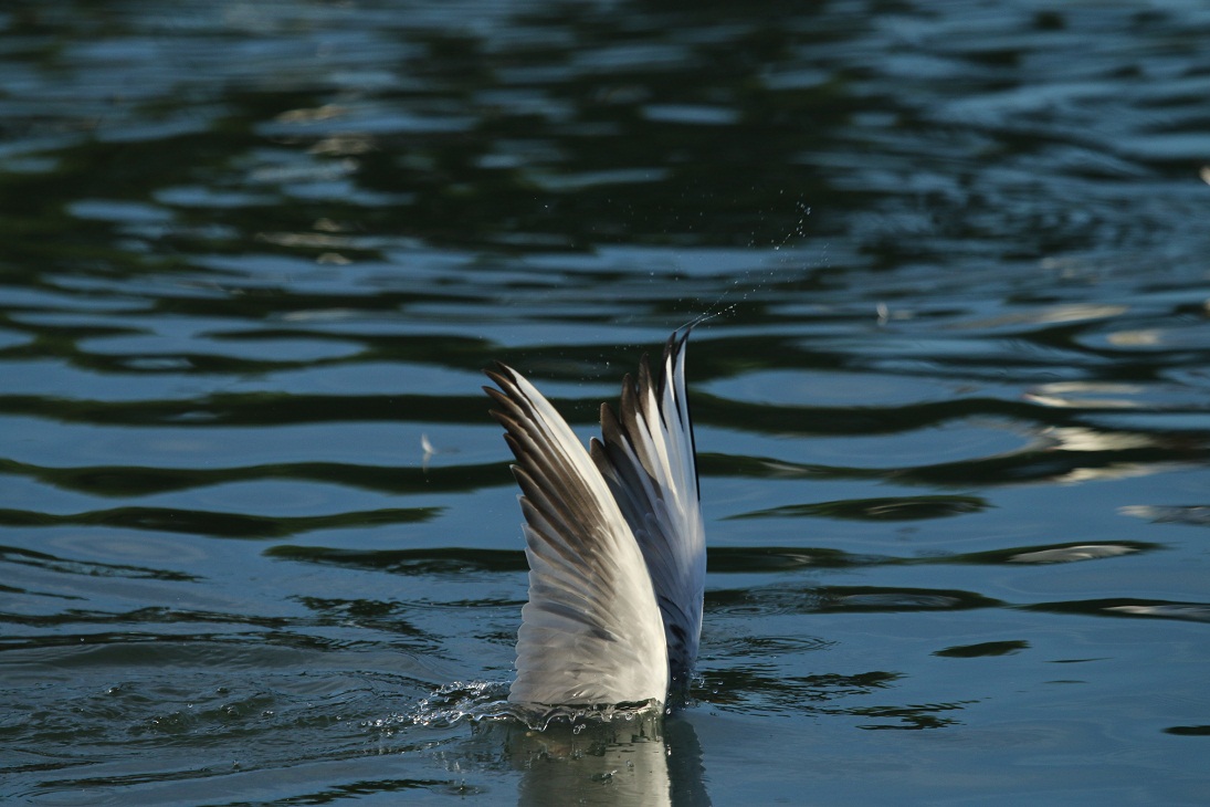 Gabbiano roseo a caccia