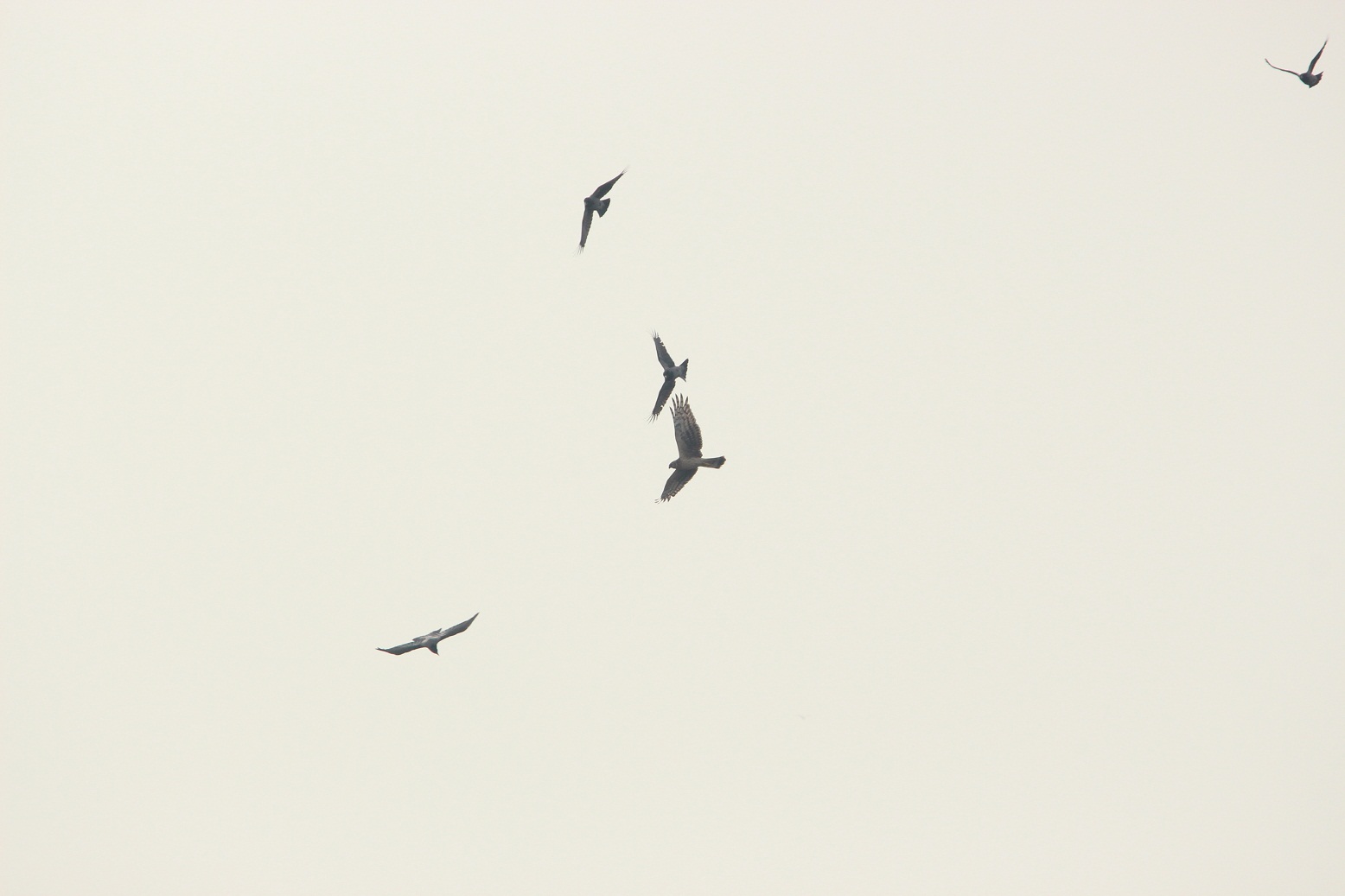 albanella reale mobbata da cornacchie grigie