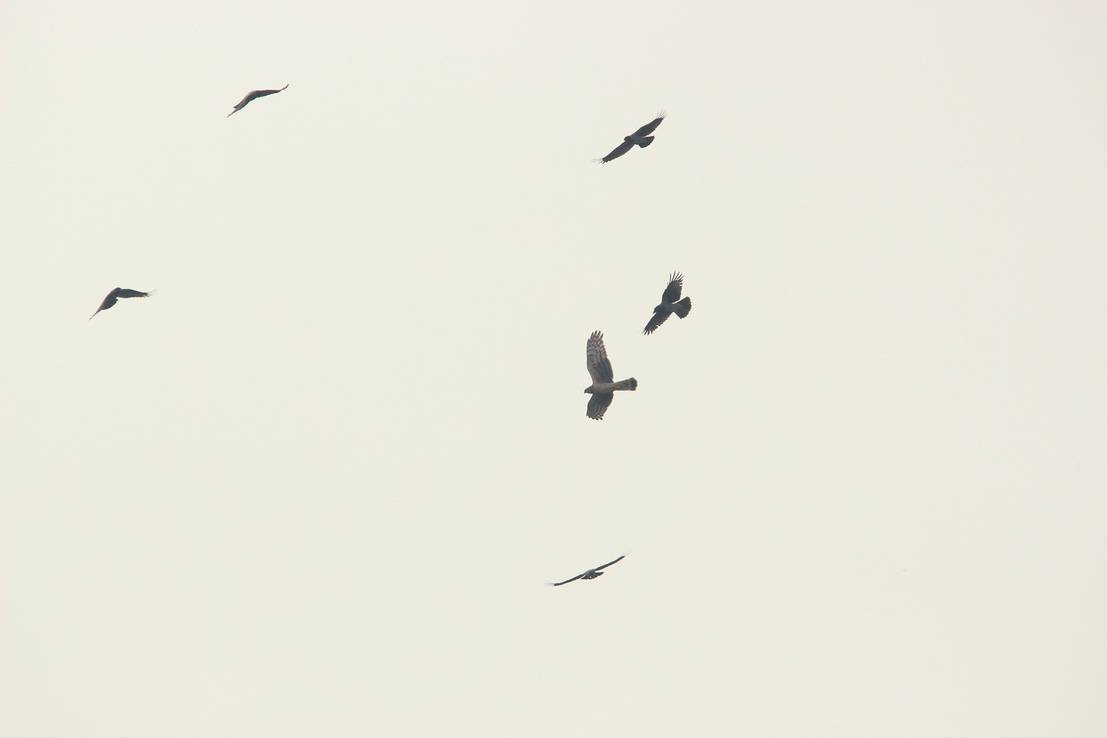 albanella reale mobbata da cornacchie grigie