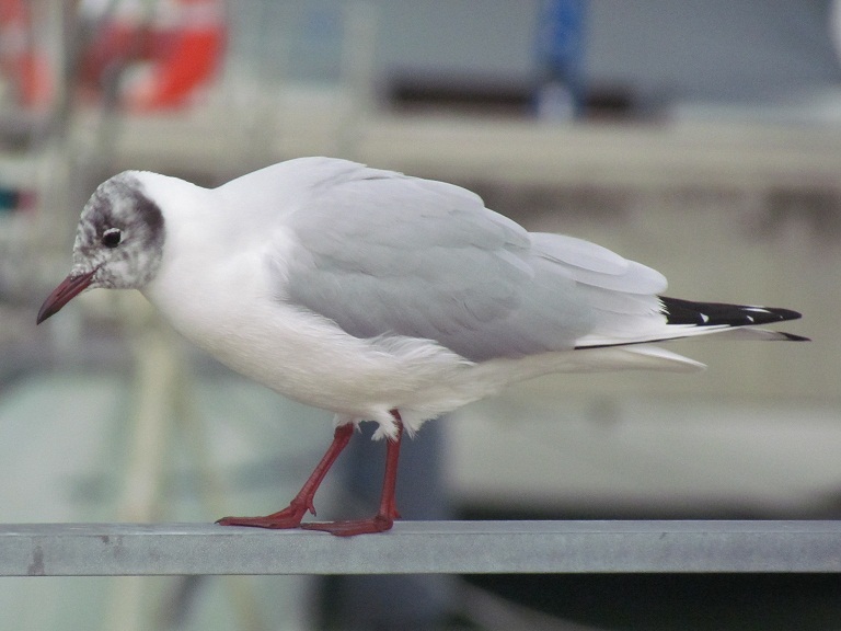 aiuto identificazione: gabbiano comune??