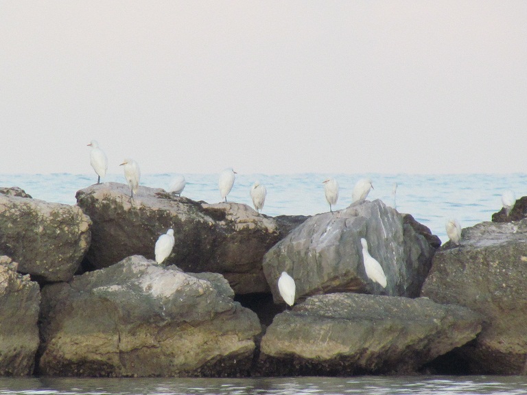 Airone Guardabuoi - Bubulcus ibis
