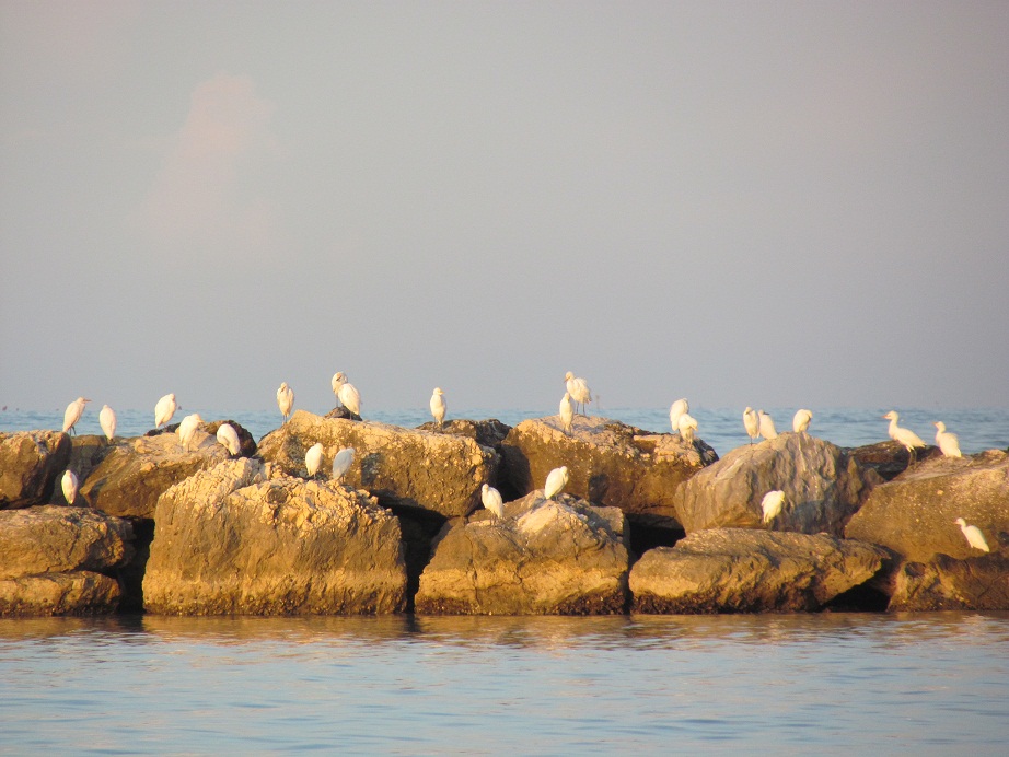 Airone Guardabuoi - Bubulcus ibis
