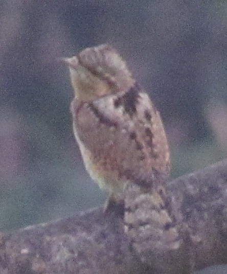 Torcicollo?