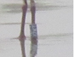 riuscite a leggere quest''anello?