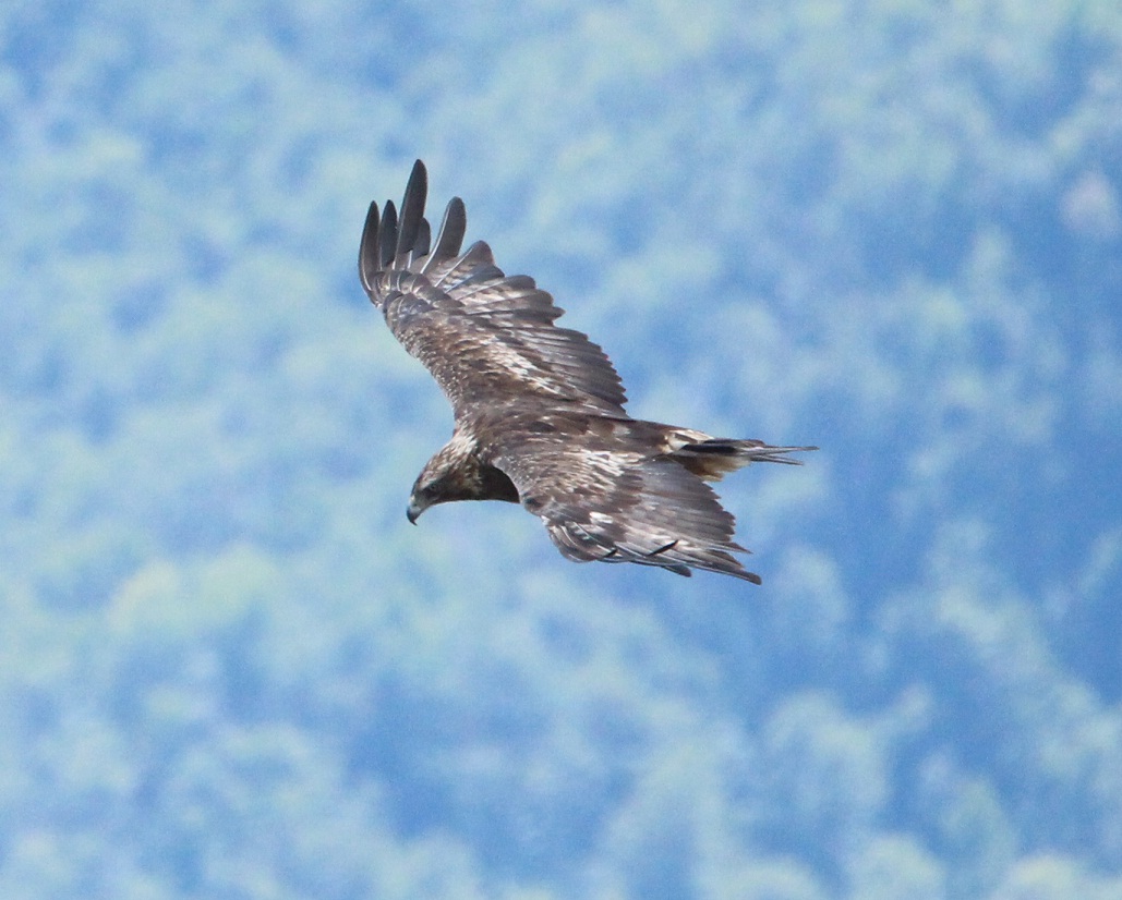 nuovo incontro molto ravvicinato con l''aquila reale