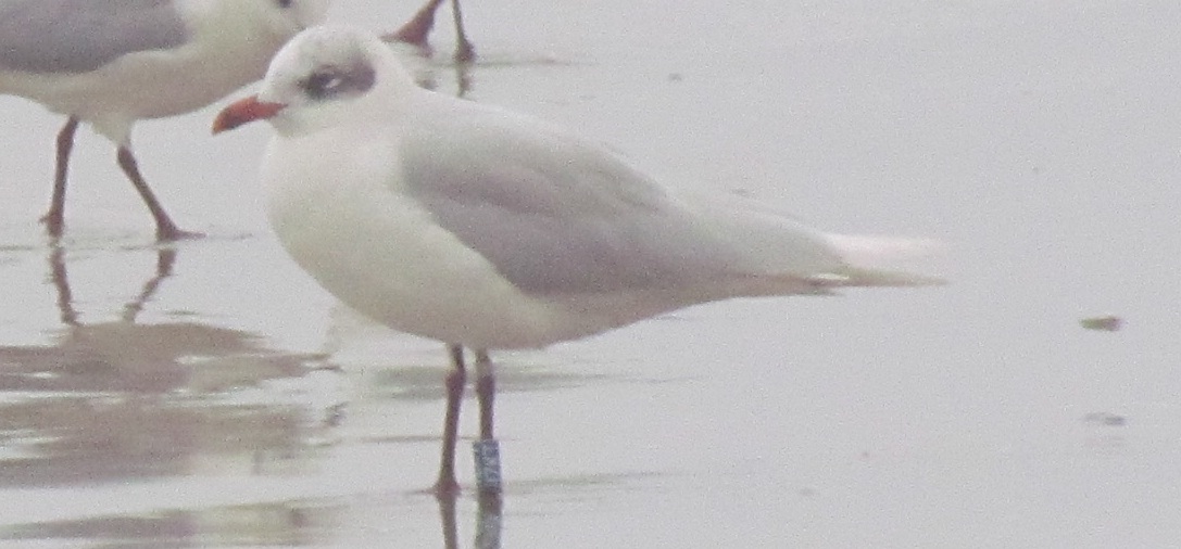 riuscite a leggere quest''anello?