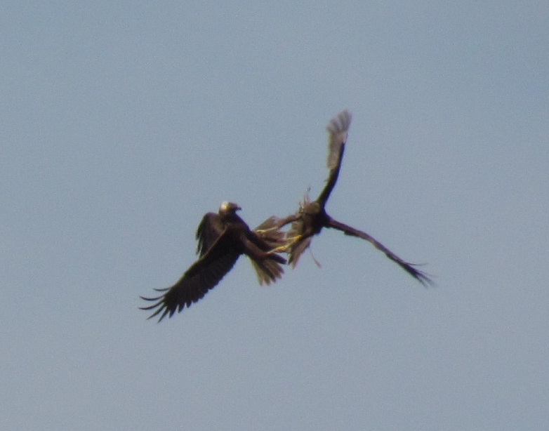 falchi di palude