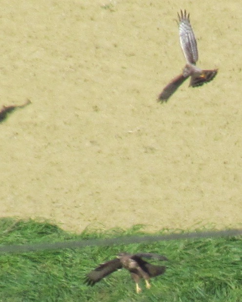 interazione tra rapaci: albanelle reali vs poiana