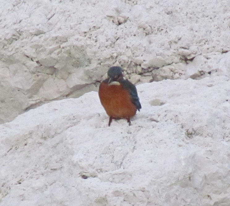 martin pescatore al porto