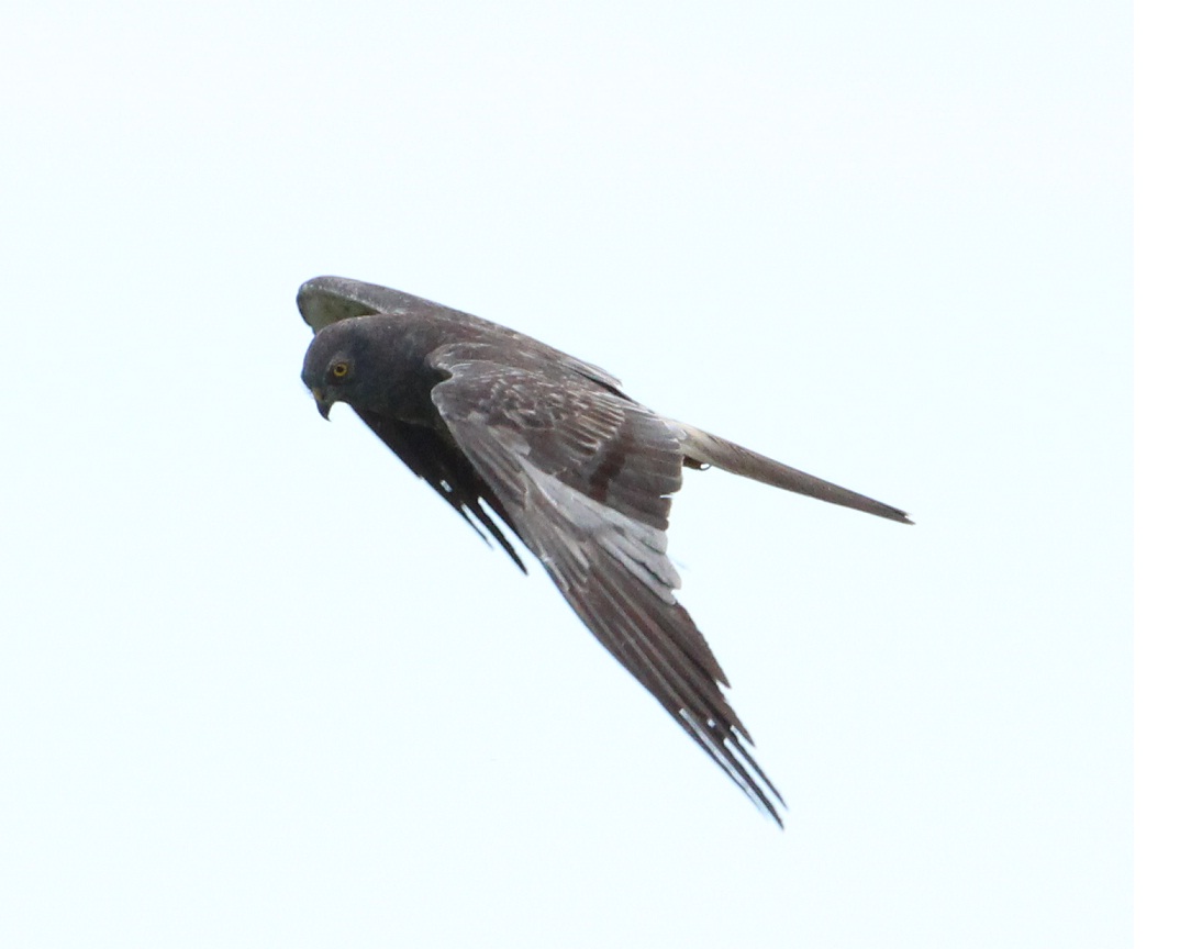 albanella minore maschio