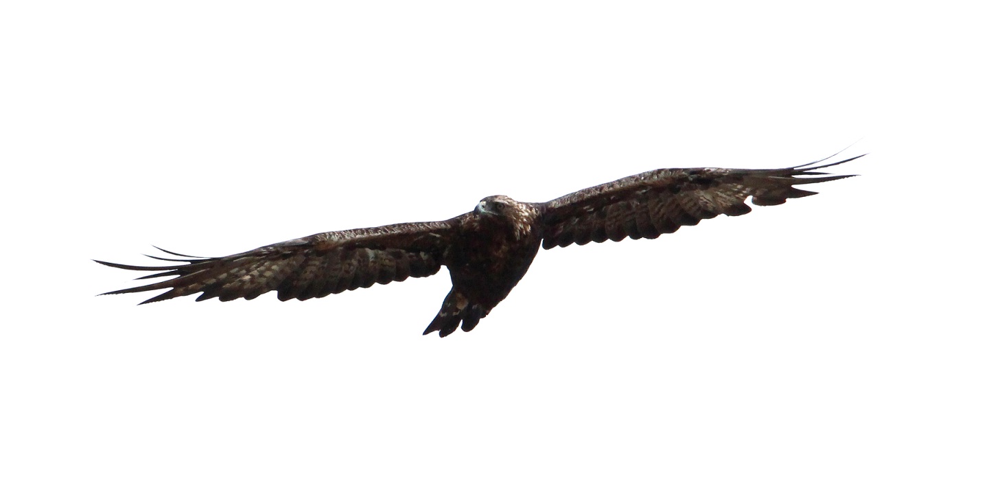 nuovo incontro molto ravvicinato con l''aquila reale