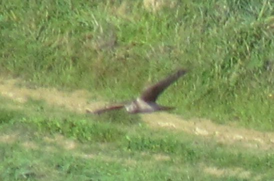 interazione tra rapaci: albanelle reali vs poiana