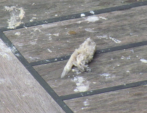 martin pescatore al porto