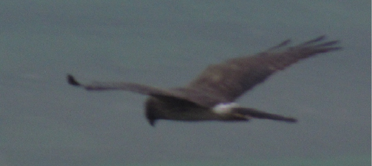 albanella minore femmina?