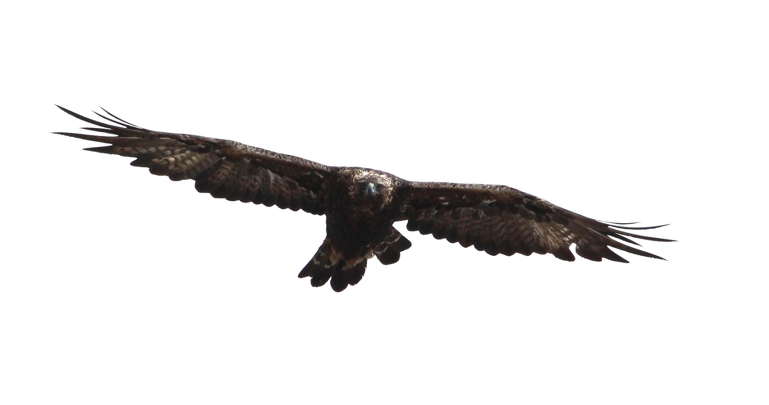 nuovo incontro molto ravvicinato con l''aquila reale