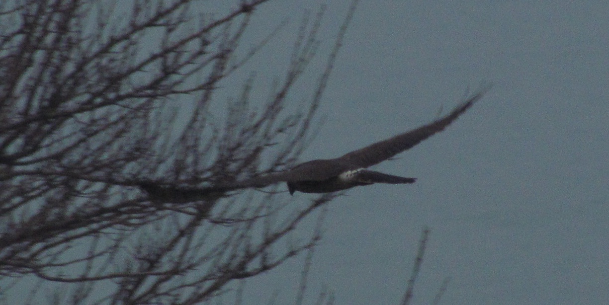 albanella minore femmina?