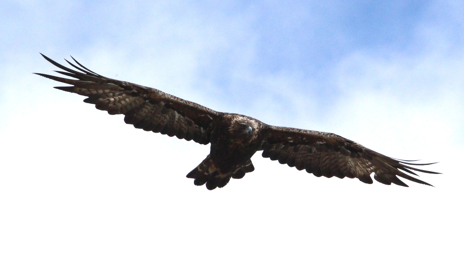 nuovo incontro molto ravvicinato con l''aquila reale