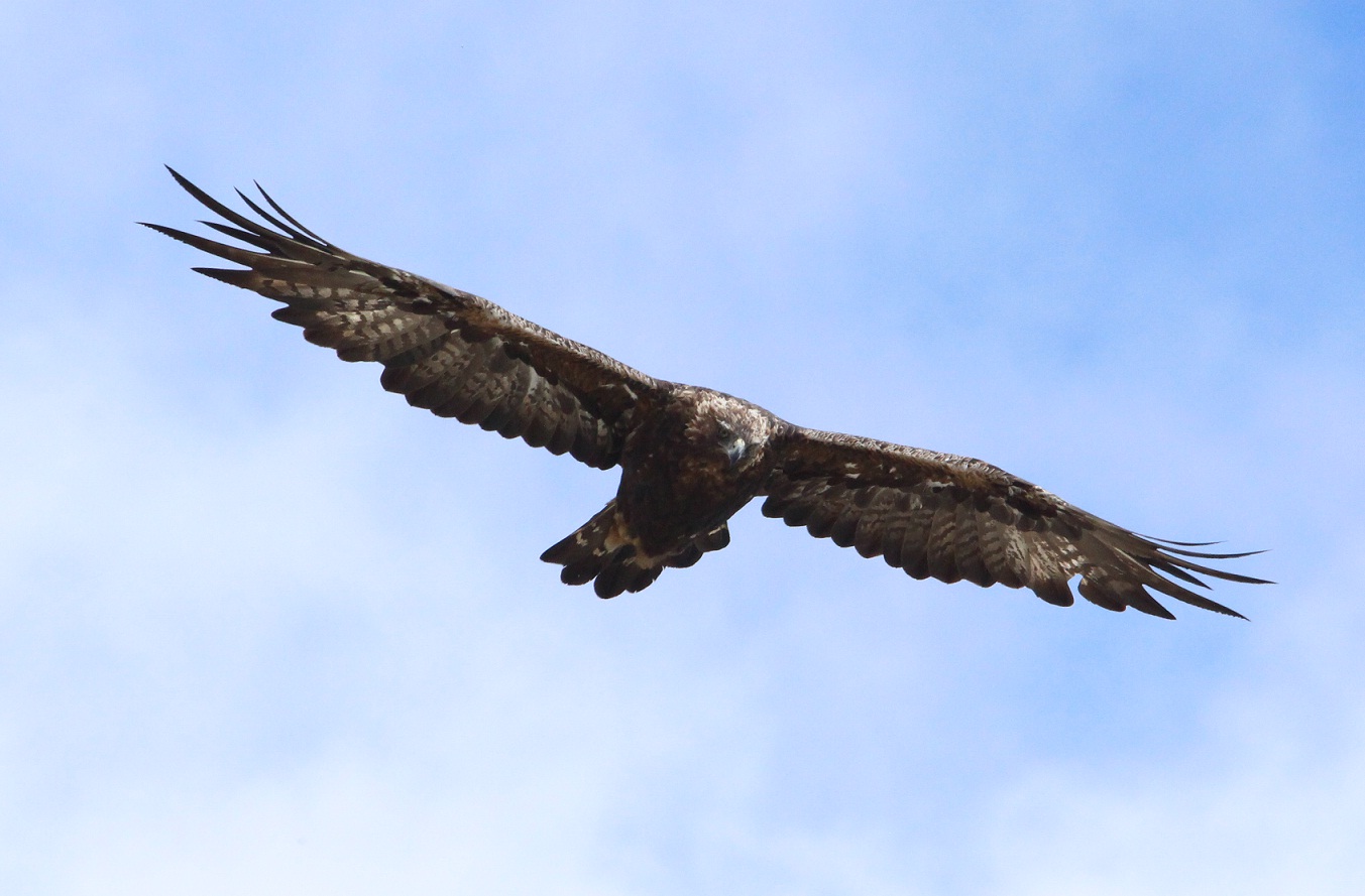 nuovo incontro molto ravvicinato con l''aquila reale