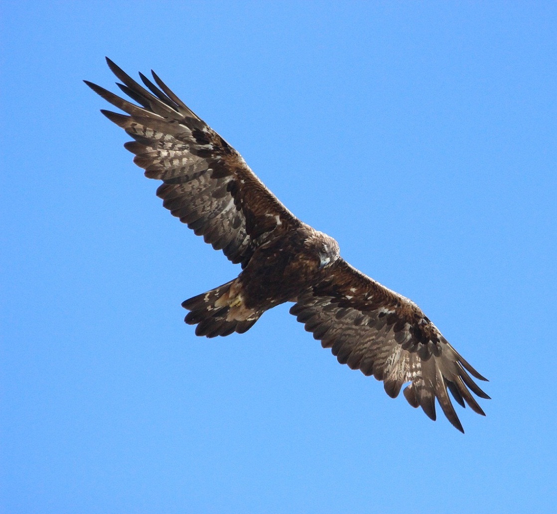 nuovo incontro molto ravvicinato con l''aquila reale