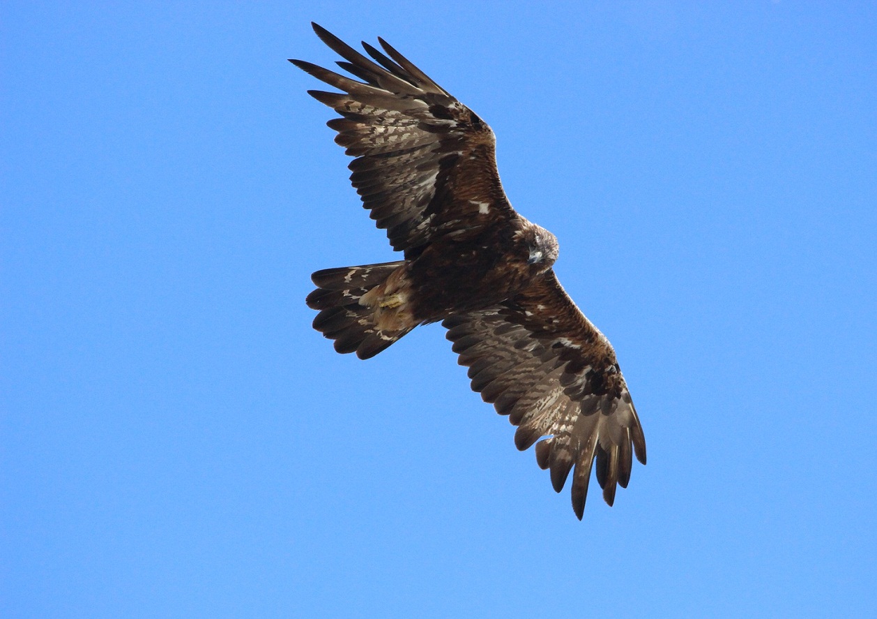 nuovo incontro molto ravvicinato con l''aquila reale