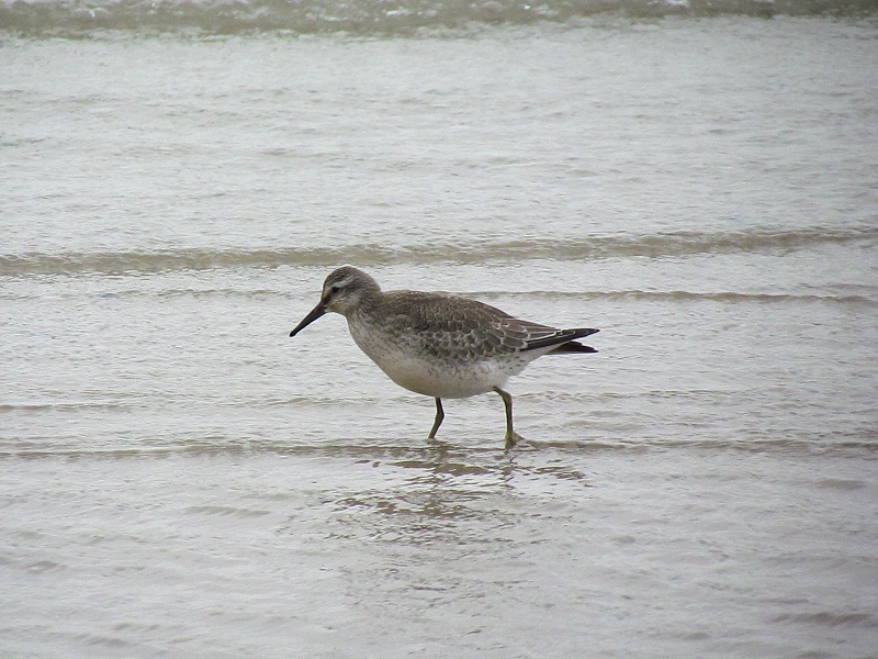 piovanello maggiore - Calidris canutus