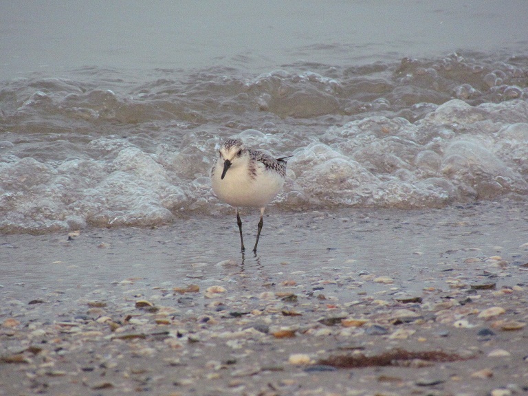 piovanello tridattilo