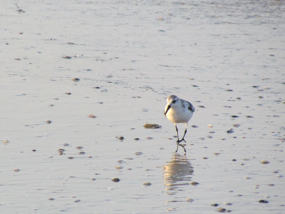 piovanello tridattilo