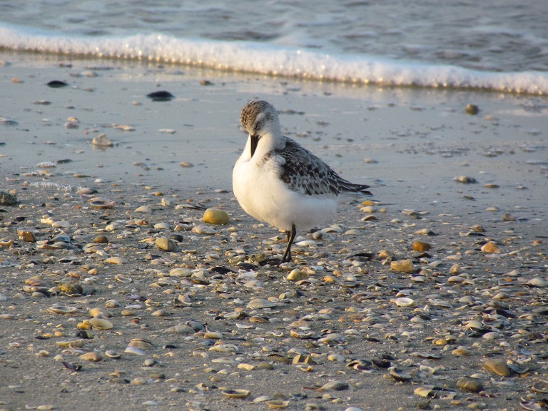 piovanello tridattilo