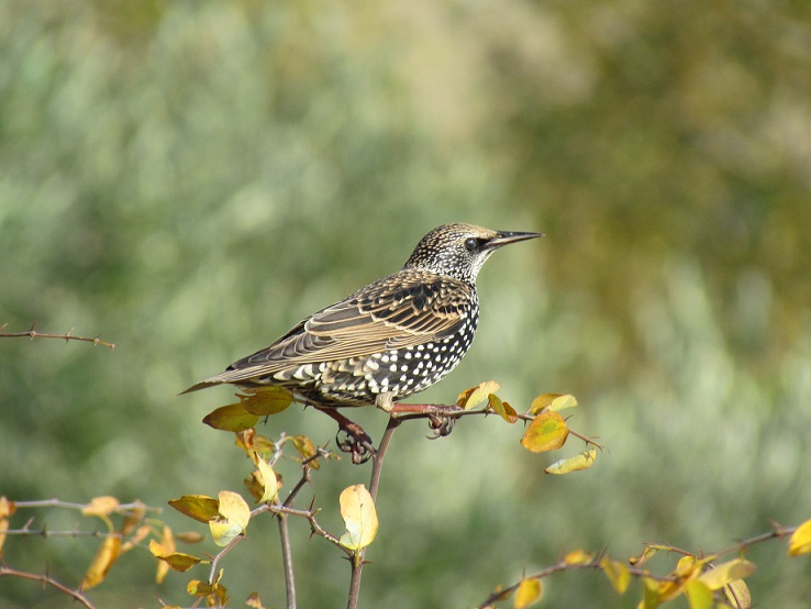 Storno -  membrana nittitante?