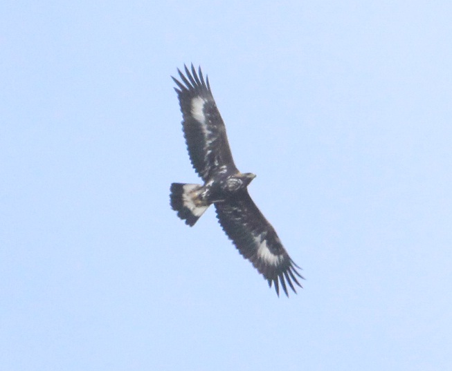 giovane aquila reale