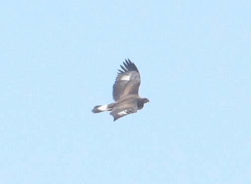 giovane aquila reale