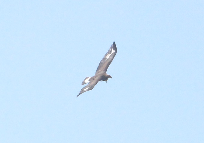 giovane aquila reale