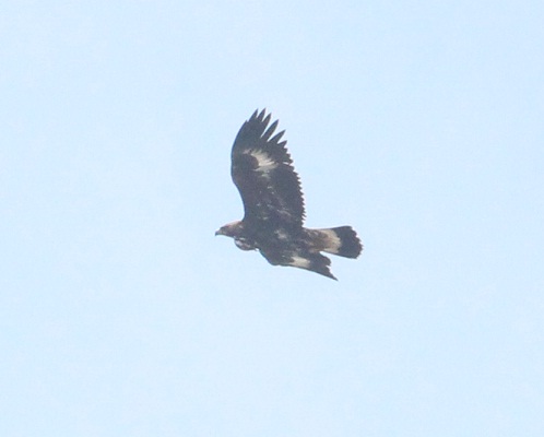 giovane aquila reale