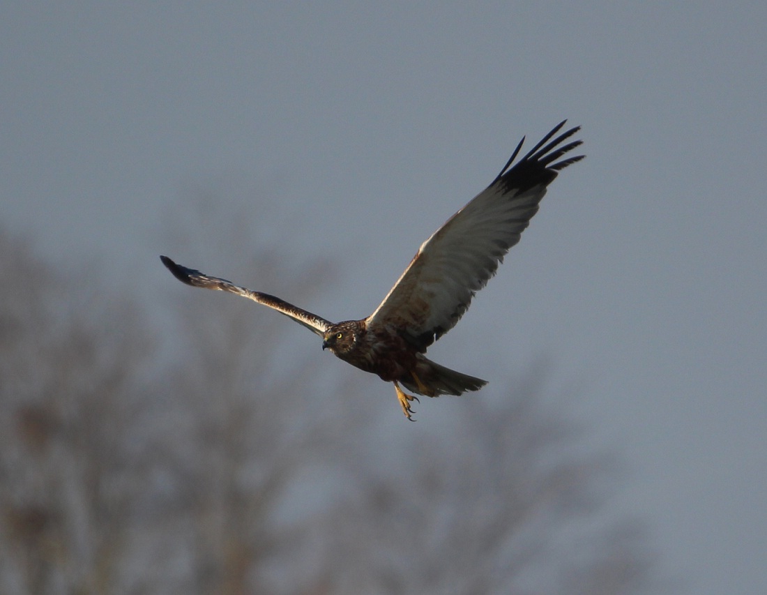 falco di palude su carcassa di nutria