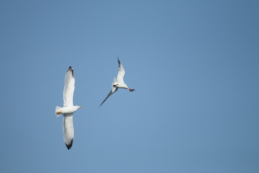 gabbiano reale mobba sterna maggiore con preda
