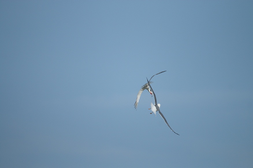 gabbiano reale mobba sterna maggiore con preda