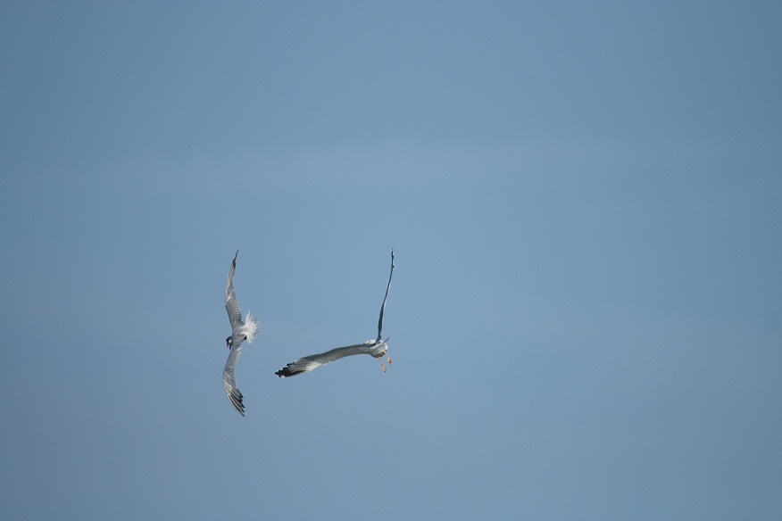 gabbiano reale mobba sterna maggiore con preda