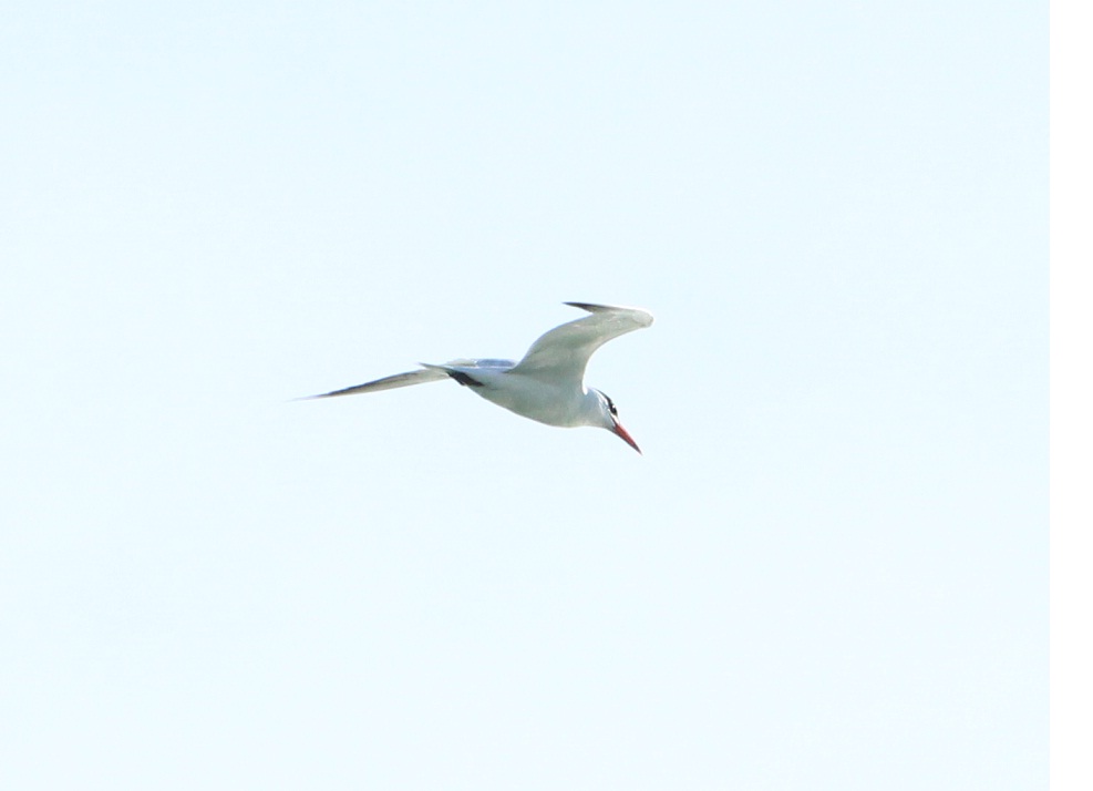 2 ore sul molo - sterne spatole mignattini aironi