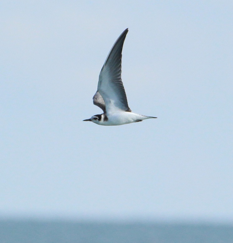 2 ore sul molo - sterne spatole mignattini aironi