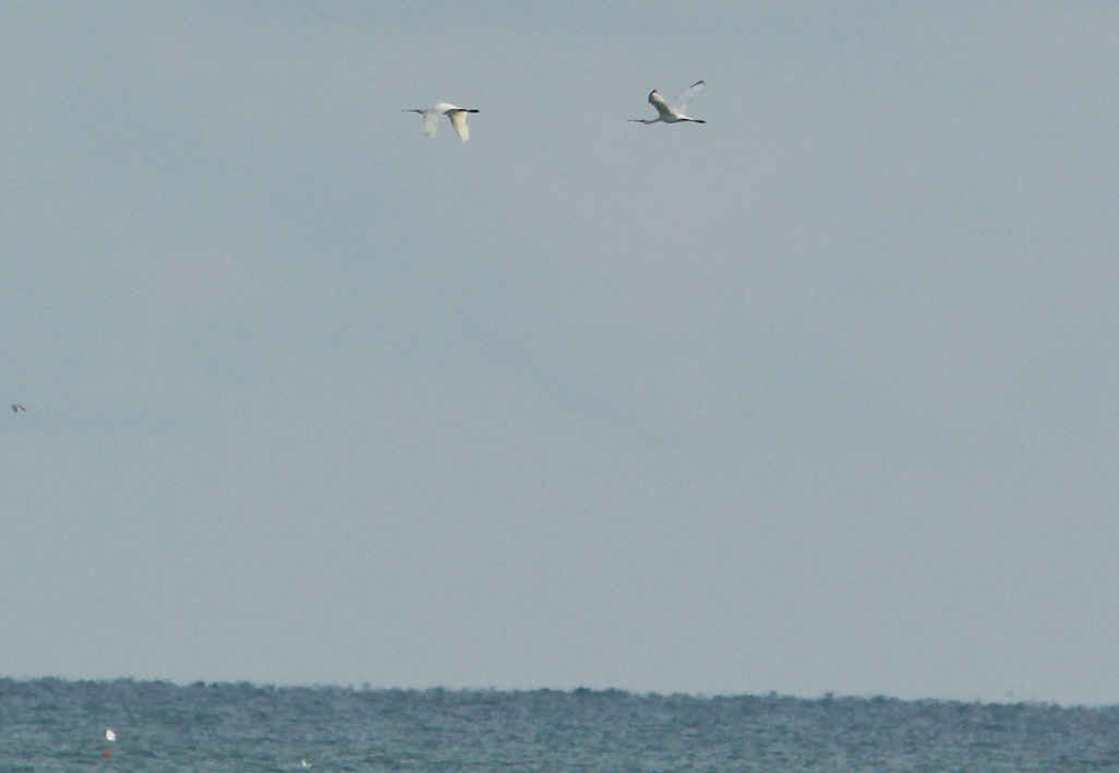 2 ore sul molo - sterne spatole mignattini aironi